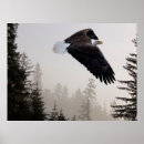 Search for eagle in winter art Wildlife