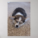 Search for corgi posters Cute