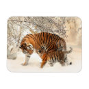 Search for tigers cards invites Cute