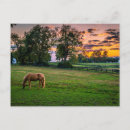Search for horse sunset postcards Landscape