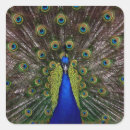Search for colorful peacock stickers Feathers