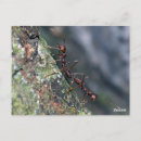 Search for ant postcards Nature