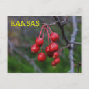 Search for bright red postcards Colourful