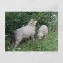Search for cute sheep postcards Fluffy