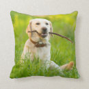 Search for yellow labrador cushions Puppy