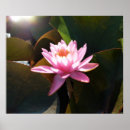 Search for lilypad posters Nature