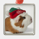 Search for guinea pig christmas decor Pet