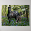 Search for foal posters Black