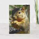 Search for nutty squirrel cards Humour