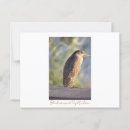 Search for night heron postcards Birds