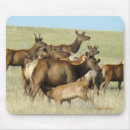 Search for calf mouse mats Outdoors