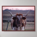 Search for texas longhorn posters Animal