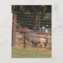 Search for range animal postcards Nature