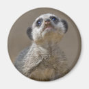 Search for kats magnets Cute