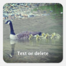 Search for canada goose stickers Bird