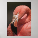 Search for chilean posters Wildlife
