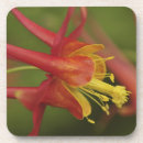 Search for stamen coasters Macro