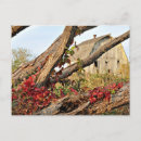 Search for fallen tree postcards Autumn