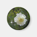 Search for montage magnets White