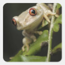 Search for tree frog stickers Vertical