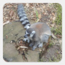 Search for ring tailed lemur stickers Prosimian