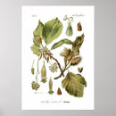 Search for fagus Beech
