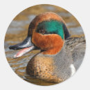 Search for duck pond stickers Wildlife