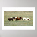 Search for wild horse posters Equestrian