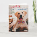 Search for yellow lab cards Photography