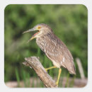 Search for juvenile stickers Bird