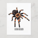 Search for tarantulas postcards Pet