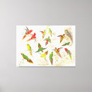 Search for lorikeet parrot art Wildlife