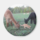 Search for alpacas magnets Farm