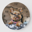 Search for tiny clocks Pet