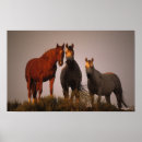 Search for arabic posters Sunset