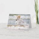 Search for equus cards Equus ferus caballus camarguensis