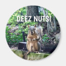 Search for funny animals magnets Squirrel