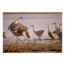 Search for grus Stand