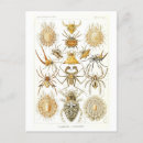 Search for arachnids vertical postcards Vintage