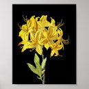 Search for rhododendron posters Floral