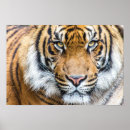 Search for tiger face posters Predator