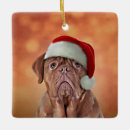Search for dogue de bordeaux christmas tree decorations Cute