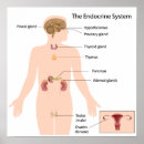 Search for endocrin posters Hormones