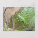 Search for green cricket postcards Wildlife
