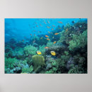 Search for tropical reef posters Coral