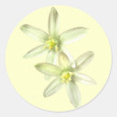 Search for bethlehem stickers Star of bethlehem