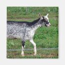Search for amish magnets Photography