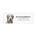 Search for irish return address labels Dog