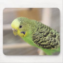 Search for budgie mouse mats Green