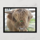 Search for bulls postcards Cattle